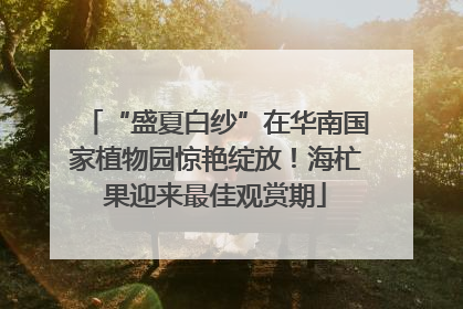 “盛夏白纱”在华南国家植物园惊艳绽放！海杧果迎来最佳观赏期