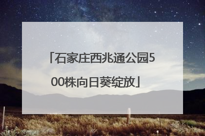 石家庄西兆通公园500株向日葵绽放
