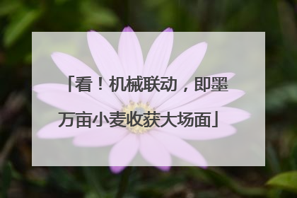 看！机械联动，即墨万亩小麦收获大场面