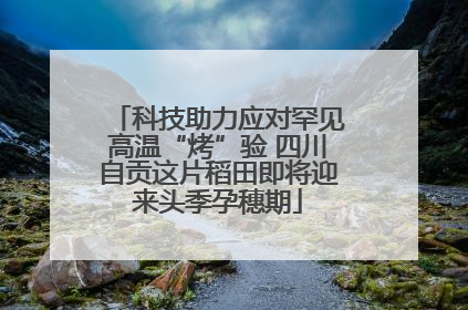 科技助力应对罕见高温“烤”验 四川自贡这片稻田即将迎来头季孕穗期