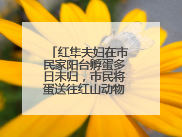 红隼夫妇在市民家阳台孵蛋多日未归，市民将蛋送往红山动物园“抢救”