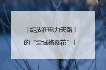 绽放在电力天路上的“雪域格桑花”