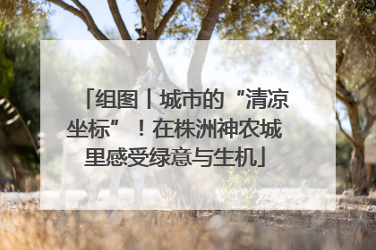 组图丨城市的“清凉坐标”！在株洲神农城里感受绿意与生机