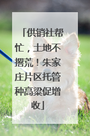 供销社帮忙，土地不撂荒！朱家庄片区托管种高粱促增收
