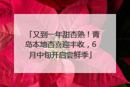又到一年甜杏熟！青岛本地杏喜迎丰收，6月中旬开启尝鲜季