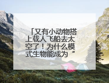 又有小动物搭上载人飞船去太空了！为什么模式生物能成为“探索代表”？