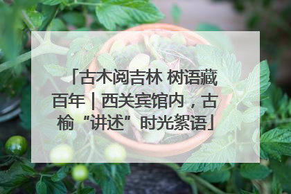 古木阅吉林 树语藏百年｜西关宾馆内，古榆“讲述”时光絮语