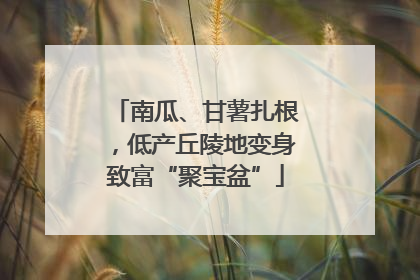 南瓜、甘薯扎根，低产丘陵地变身致富“聚宝盆”