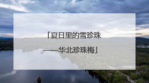 夏日里的雪珍珠——华北珍珠梅