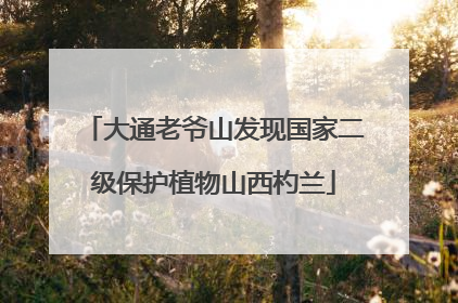 大通老爷山发现国家二级保护植物山西杓兰