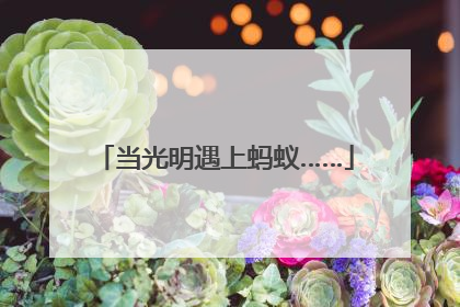 当光明遇上蚂蚁……