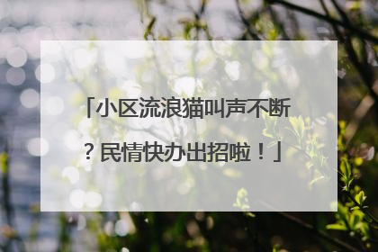 小区流浪猫叫声不断？民情快办出招啦！