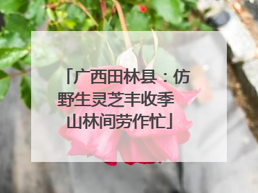 广西田林县：仿野生灵芝丰收季 山林间劳作忙