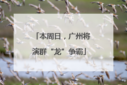 本周日，广州将演群“龙”争霸