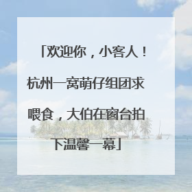 欢迎你，小客人！杭州一窝萌仔组团求喂食，大伯在窗台拍下温馨一幕
