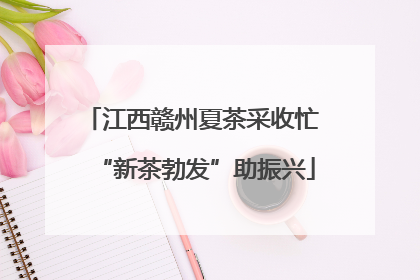 江西赣州夏茶采收忙 “新茶勃发”助振兴
