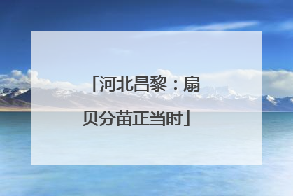 河北昌黎：扇贝分苗正当时