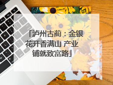 泸州古蔺：金银花开香满山 产业铺就致富路