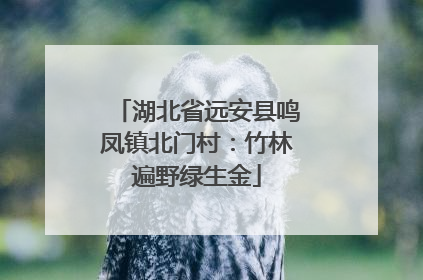 湖北省远安县鸣凤镇北门村：竹林遍野绿生金
