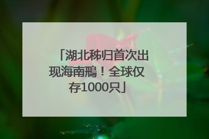 湖北秭归首次出现海南鳽！全球仅存1000只