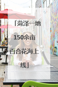 菏泽一地150余亩百合花海上线
