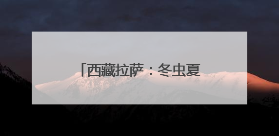 西藏拉萨：冬虫夏草市场交易火爆