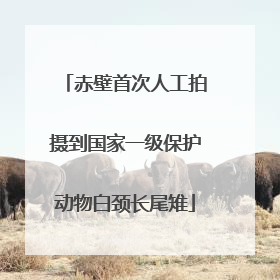 赤壁首次人工拍摄到国家一级保护动物白颈长尾雉