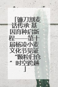 镰刀割麦话传承 基因育种启新程——第十届杨凌小麦文化节见证“颗粒归仓”时空跨越
