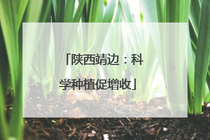 陕西靖边：科学种植促增收