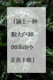 颍上一种粮大户3000余亩小麦喜丰收