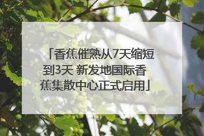 香蕉催熟从7天缩短到3天 新发地国际香蕉集散中心正式启用
