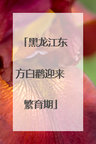 黑龙江东方白鹳迎来繁育期