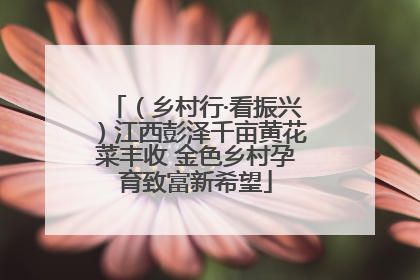 （乡村行·看振兴）江西彭泽千亩黄花菜丰收 金色乡村孕育致富新希望