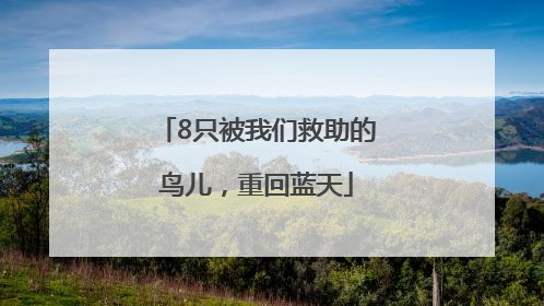 8只被我们救助的鸟儿，重回蓝天